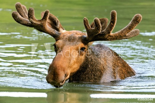 Picture of The elk in their natural habitat